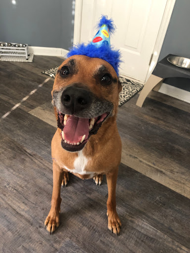 Pet Supply Store «Ma & Paws Pet Supplies», reviews and photos, 206 Anderson Ln N #200, Hendersonville, TN 37075, USA