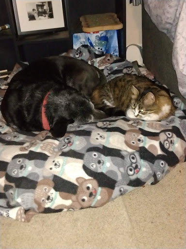 Pet Supply Store «Petco Animal Supplies», reviews and photos, 4011 Durham-Chapel Hill Blvd, Durham, NC 27707, USA