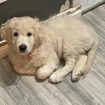 Goldendoodle Rive Nord