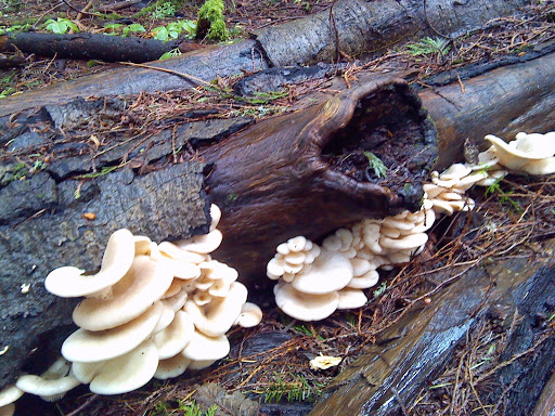 Park «Tualatin Hills Nature Park», reviews and photos, 15655 SW Millikan Way, Beaverton, OR 97006, USA