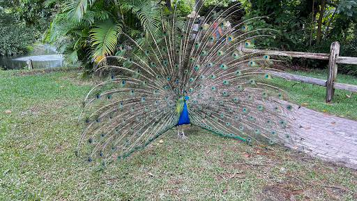 Zoo «Sarasota Jungle Gardens», reviews and photos, 3701 Bay Shore Rd, Sarasota, FL 34234, USA