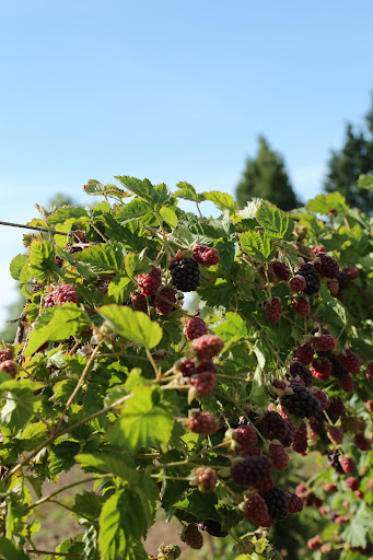 Produce Market «B&P Hitz Fruit Farm (Apples N Produce)», reviews and photos, 14070 Wilco Hwy NE, Woodburn, OR 97071, USA