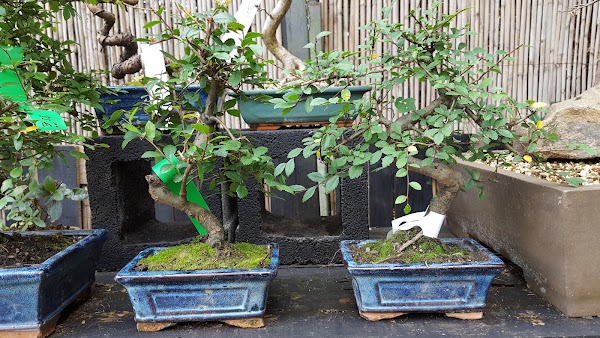 BONSAI CENTER SOPELANA  Diseño y cuidado de bonsais