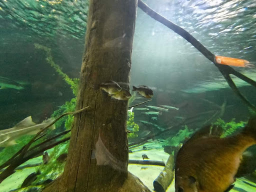 Aquarium «SEA LIFE Minnesota Aquarium», reviews and photos, 120 E Broadway, Bloomington, MN 55425, USA