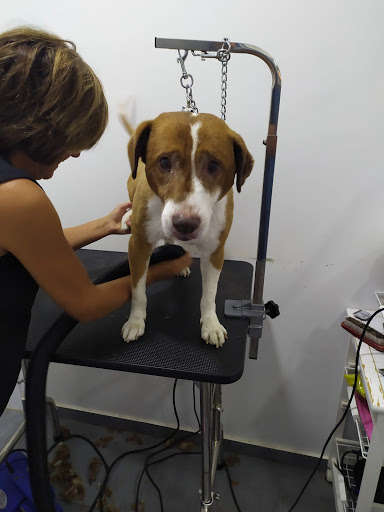 Clinica Veterinaria Los Palacios en Los Palacios y Villafranca