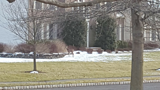 Golf Club «Stanton Ridge Golf & Country Club», reviews and photos, 25 Club House Dr, Whitehouse Station, NJ 08889, USA