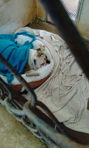 Pet Store «Pet Haven Pet Shop», reviews and photos, 19 US-6, Valparaiso, IN 46385, USA