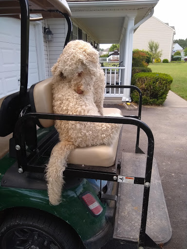 Golf Cart Dealer «Golf Cart Sales & Services», reviews and photos, 15945 Henderson Rd, Goldsboro, MD 21636, USA