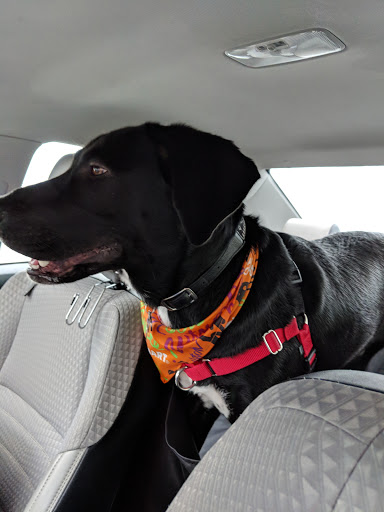 Pet Supply Store «PetSmart», reviews and photos, 401 S Mt Juliet Rd #645, Mt Juliet, TN 37122, USA