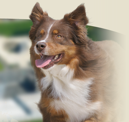 Bewi-Dog in Silkeborg, Silkeborg