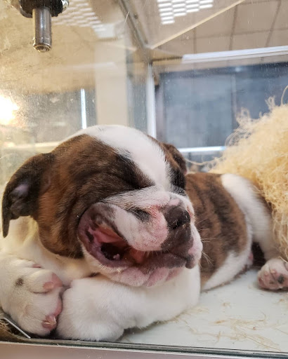 Pet Store «Perfect Pets», reviews and photos, 6840 S University Blvd #410, Centennial, CO 80122, USA