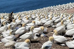 Northern Gannet Colonies on Bonaventure Island image