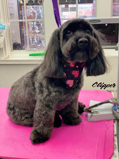 Pet Store «Canine Carousel», reviews and photos, 43135 Broadlands Center Plaza #129, Ashburn, VA 20148, USA