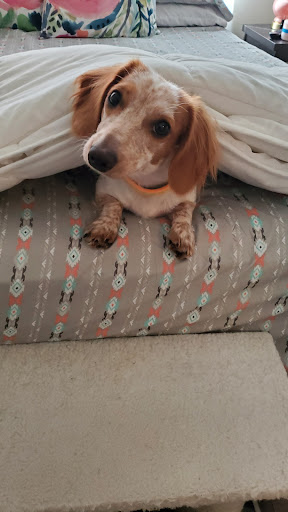 Pet Supply Store «Petland Dallas», reviews and photos, 11909 Preston Rd, Dallas, TX 75230, USA