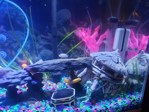 Pet Store «Southside Pet Shop», reviews and photos, 7031 Southside Dr, Louisville, KY 40214, USA