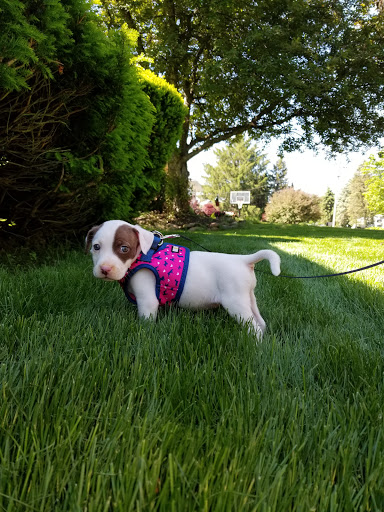 Auto Repair Shop «S&H Auto Repair», reviews and photos, 608 Spicer Street, Akron, OH 44311, USA