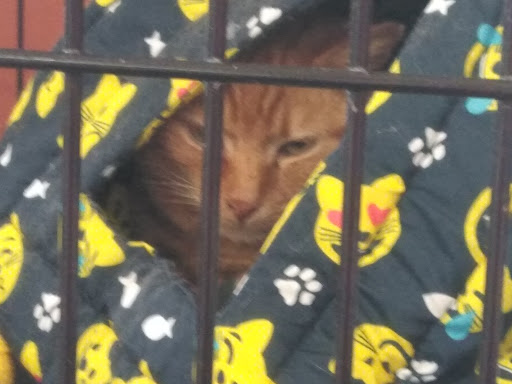 Pet Supply Store «Pet Valu», reviews and photos, 3491 Merchant Boulevard, Abingdon, MD 21009, USA