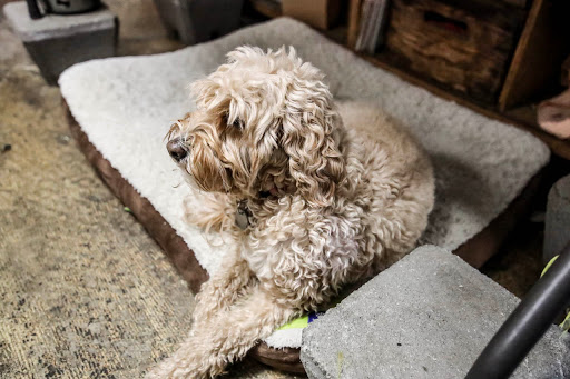 Florist «Good Scents Florist», reviews and photos, 3513 Main St, Oakley, CA 94561, USA