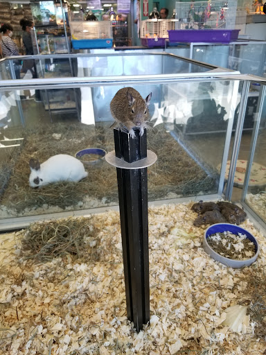 Pet Store «Parrots Of The World Aquarium and Pet Center», reviews and photos, 316 Sunrise Hwy #1, Rockville Centre, NY 11570, USA