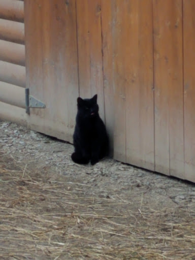 Boutique «Alpacas of the Heartland LLC», reviews and photos, 7016 County Rd 39, Fort Calhoun, NE 68023, USA
