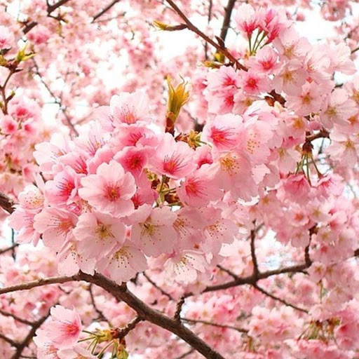 Top 20 cửa hàng việt thy Huyện Trần Văn Thời Cà Mau 2022