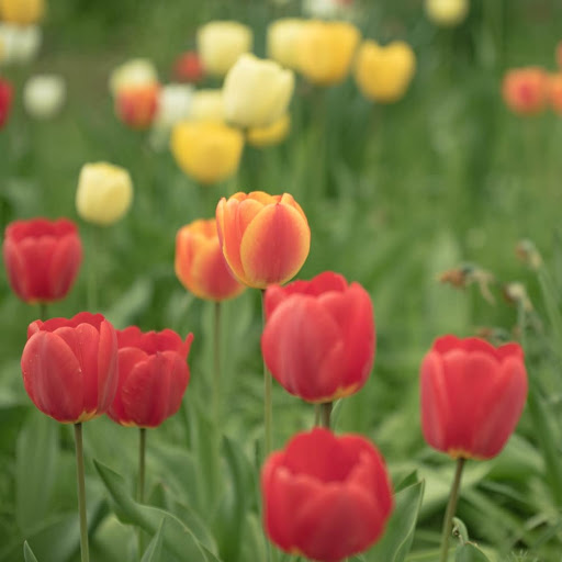 Park «Columbus Park», reviews and photos, 67 Mulberry St, New York, NY 10013, USA