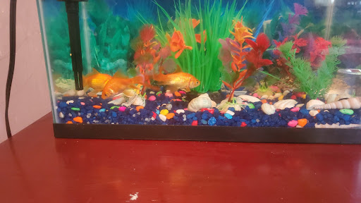 Pet Store «Tropical Pets Inc.», reviews and photos, 37-65 103rd St, Corona, NY 11368, USA