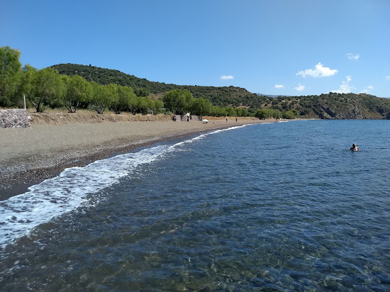 Delfinia Plajı