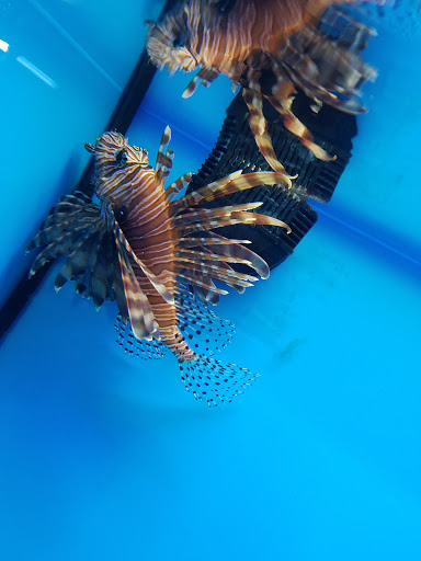 Pet Store «Pet Goods», reviews and photos, 1125 Central Park Ave, Scarsdale, NY 10583, USA