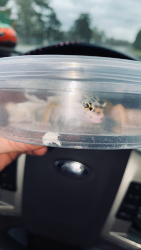 Pet Store «Petsense Pine Bluff», reviews and photos, 5514 S Olive St, Pine Bluff, AR 71603, USA