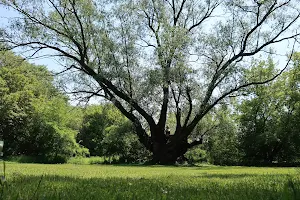Pacho’s Tree image