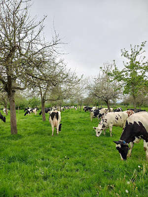 GAEC DES POMMIERS à Valdallière