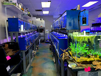 Pisces Fish and Coral - Photo 4 - Car repair in Rancho Cucamonga, CA, Fontana