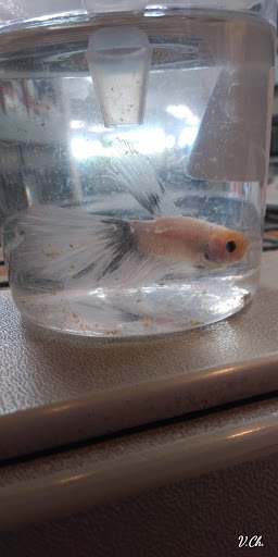 Pet Supply Store «Incredible Pets», reviews and photos, 4005 Manzanita Ave # 41, Carmichael, CA 95608, USA