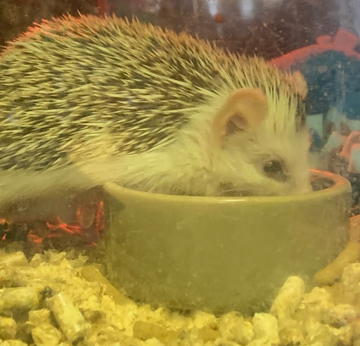 Pet Store «Parker Exotic Pets», reviews and photos, 17880 Cottonwood Dr, Parker, CO 80134, USA