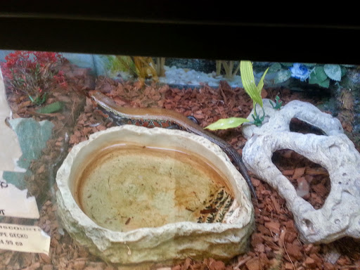 Pet Supply Store «Petland Discounts - Pelham», reviews and photos, 2175 White Plains Rd, Bronx, NY 10462, USA