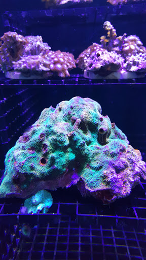 Aquarium Shop «Exotic Aquariums», reviews and photos, 7399 Bird Rd, Miami, FL 33155, USA