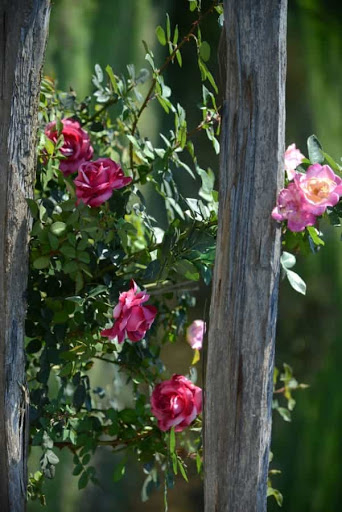 Wedding Venue «Appalachian Farm Weddings & Events», reviews and photos, 592 Qualla Rd, Waynesville, NC 28785, USA