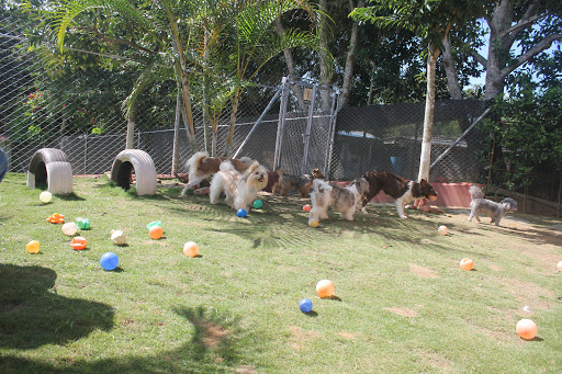 Clases adiestramiento perros Bucaramanga