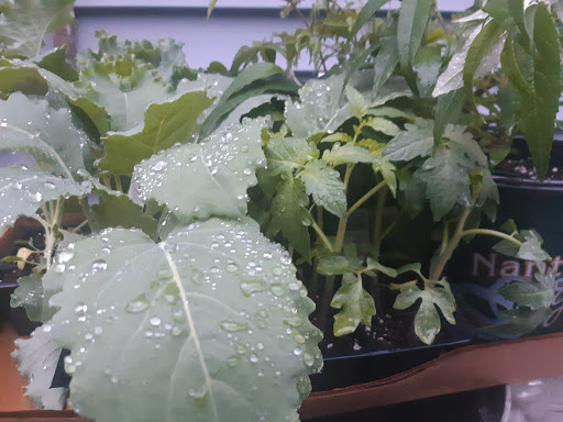 Garden Center «Nanticoke Gardens», reviews and photos, 1543 Union Center Maine Hwy, Endicott, NY 13760, USA