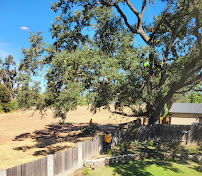 Donis Tree Services - Photo 8 - Car repair in Rio Linda, CA, Roseville