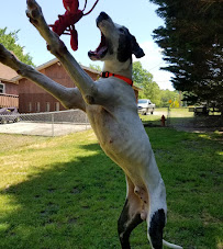 Willow Haven K9 Retreat - Photo 4 - Car repair in Piedmont, SC, Greenville