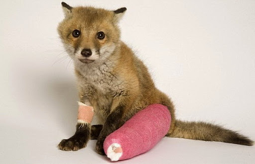 Clínica Veterinaria San Jerónimo en Sevilla