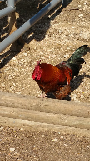 Zoo «Animal World & Snake Farm Zoo», reviews and photos, 5640 Interstate 35 Frontage Rd, New Braunfels, TX 78132, USA