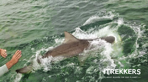 Fishing Charter «iTrekkers», reviews and photos, 5700 Memorial Hwy, Tampa, FL 33615, USA