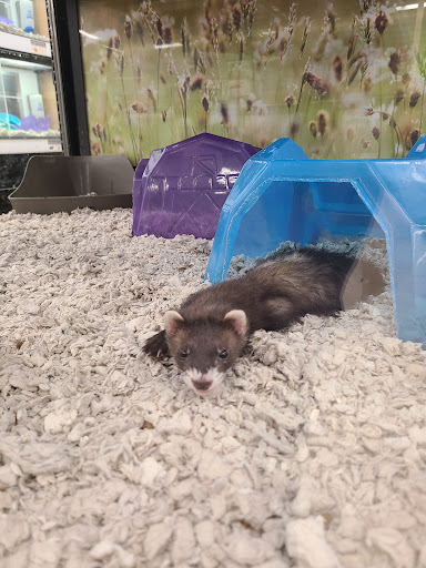 Pet Supply Store «Petco Animal Supplies», reviews and photos, 3835 Phoenix Ave, Fort Smith, AR 72903, USA