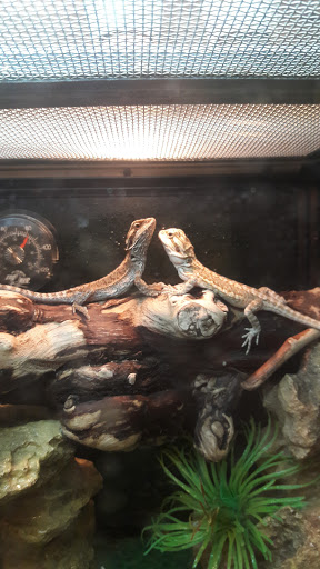 Pet Supply Store «PetSmart», reviews and photos, 11331 Causeway Blvd, Brandon, FL 33511, USA