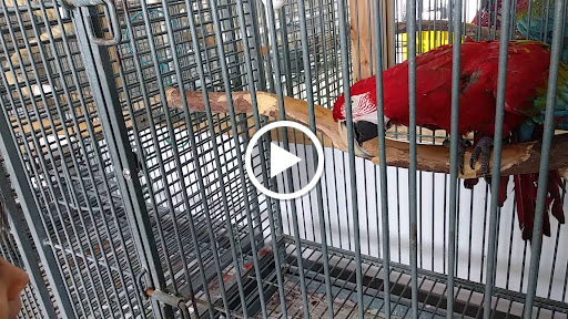 Pet Store «Animal Lovers Pet Shop», reviews and photos, 24028 Vista Montana, Torrance, CA 90505, USA