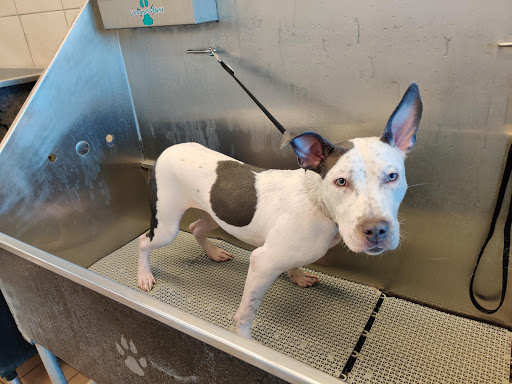 Pet Supply Store «Pet Supplies Plus», reviews and photos, 132 Randall Rd, Lake in the Hills, IL 60156, USA