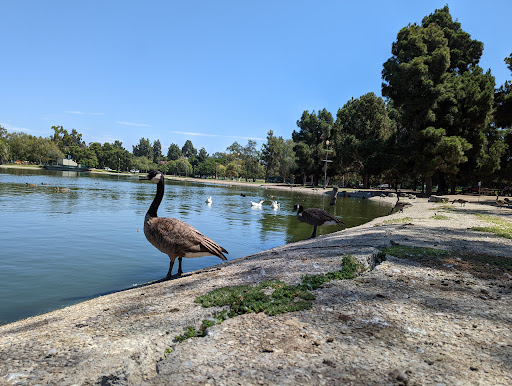 El Dorado Park West Duck Pond